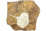 Fossil Ginkgo Leaf From North Dakota - Paleocene #238835-1